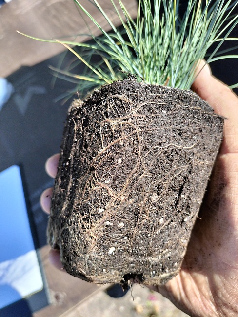 Овсяница сизая Кул ас Айс (голубая) 1 шт Р9